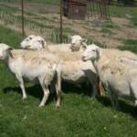 Ewes while on summer pasture at David Redwines in VA
