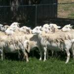 Foundation ewes
